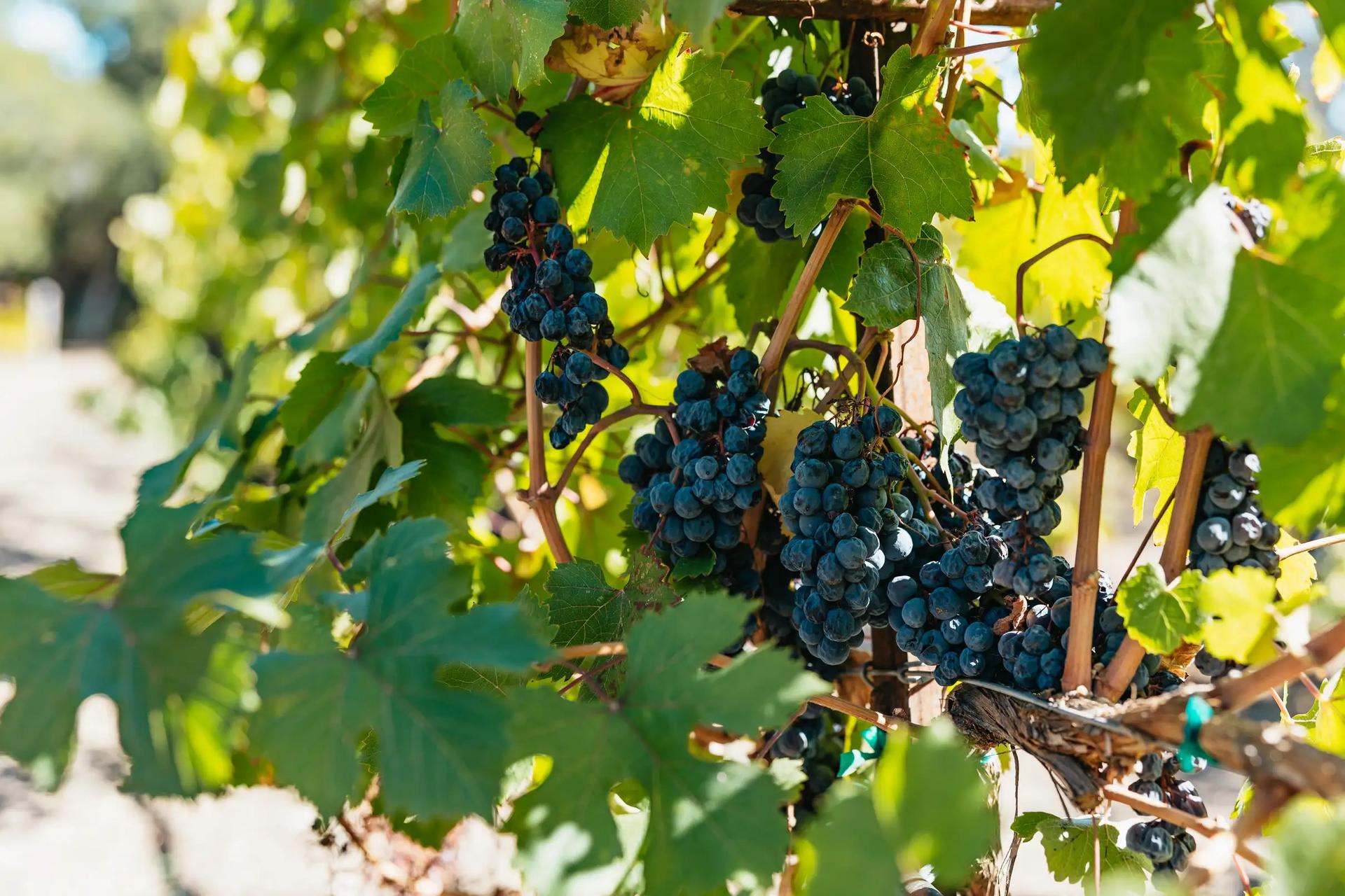Half-Day Wine Tasting Tour from San Francisco - Thumbnail 5