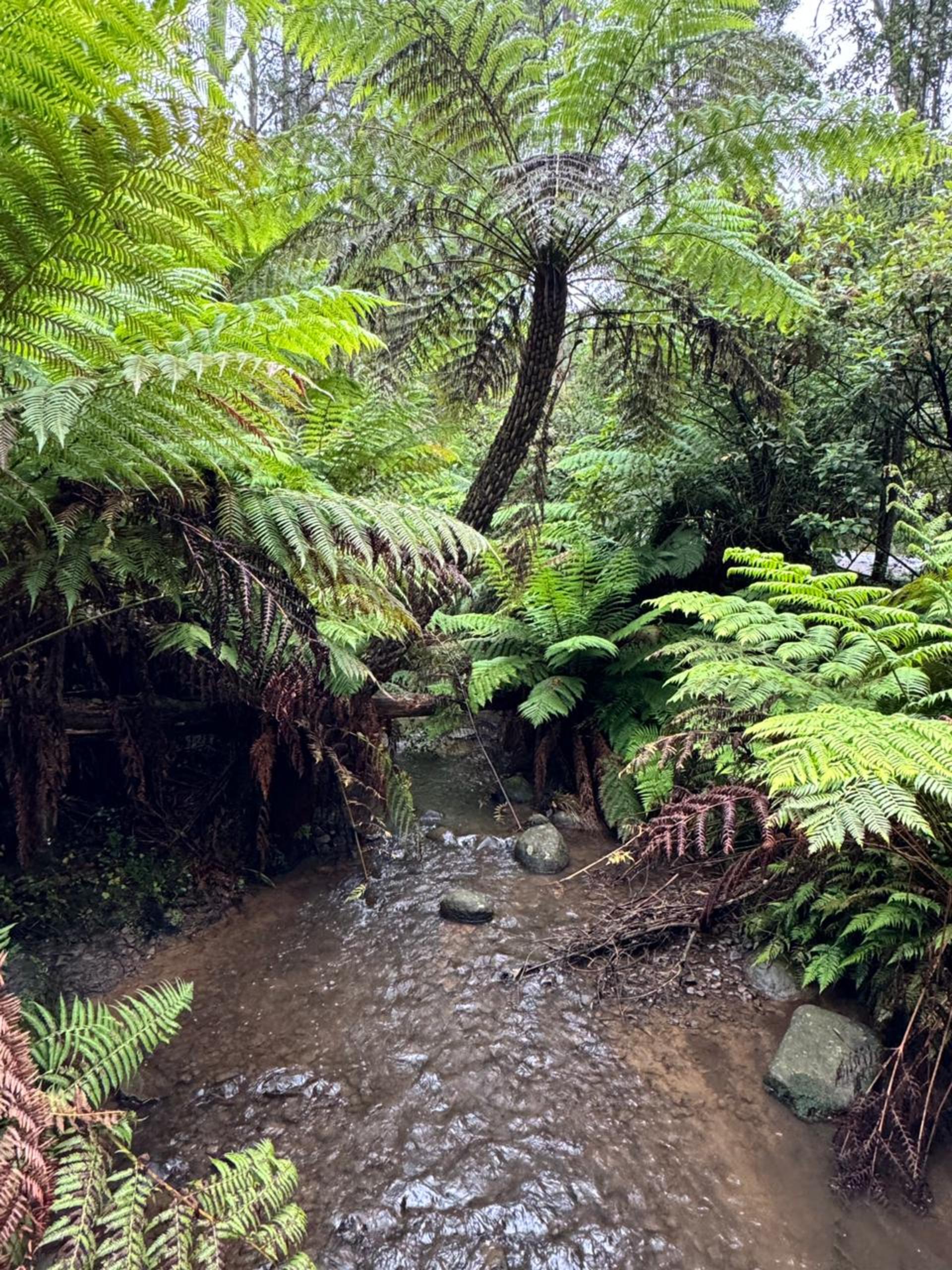 Melbourne Puffing Billy & Healesville Sanctuary Private Tour - Thumbnail 27