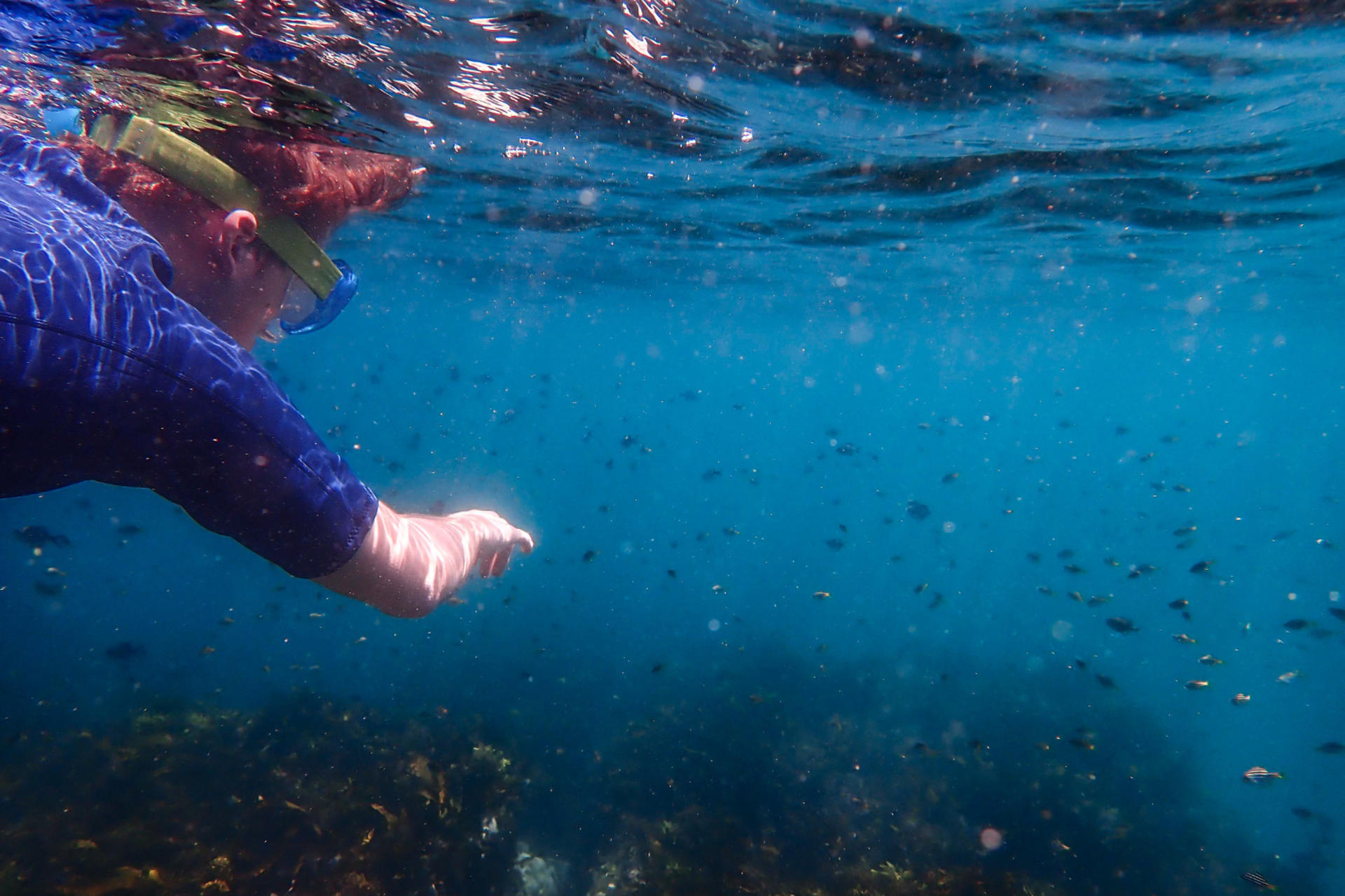 Family Snorkeling Tour with Private Guide In Sydney - Thumbnail 12