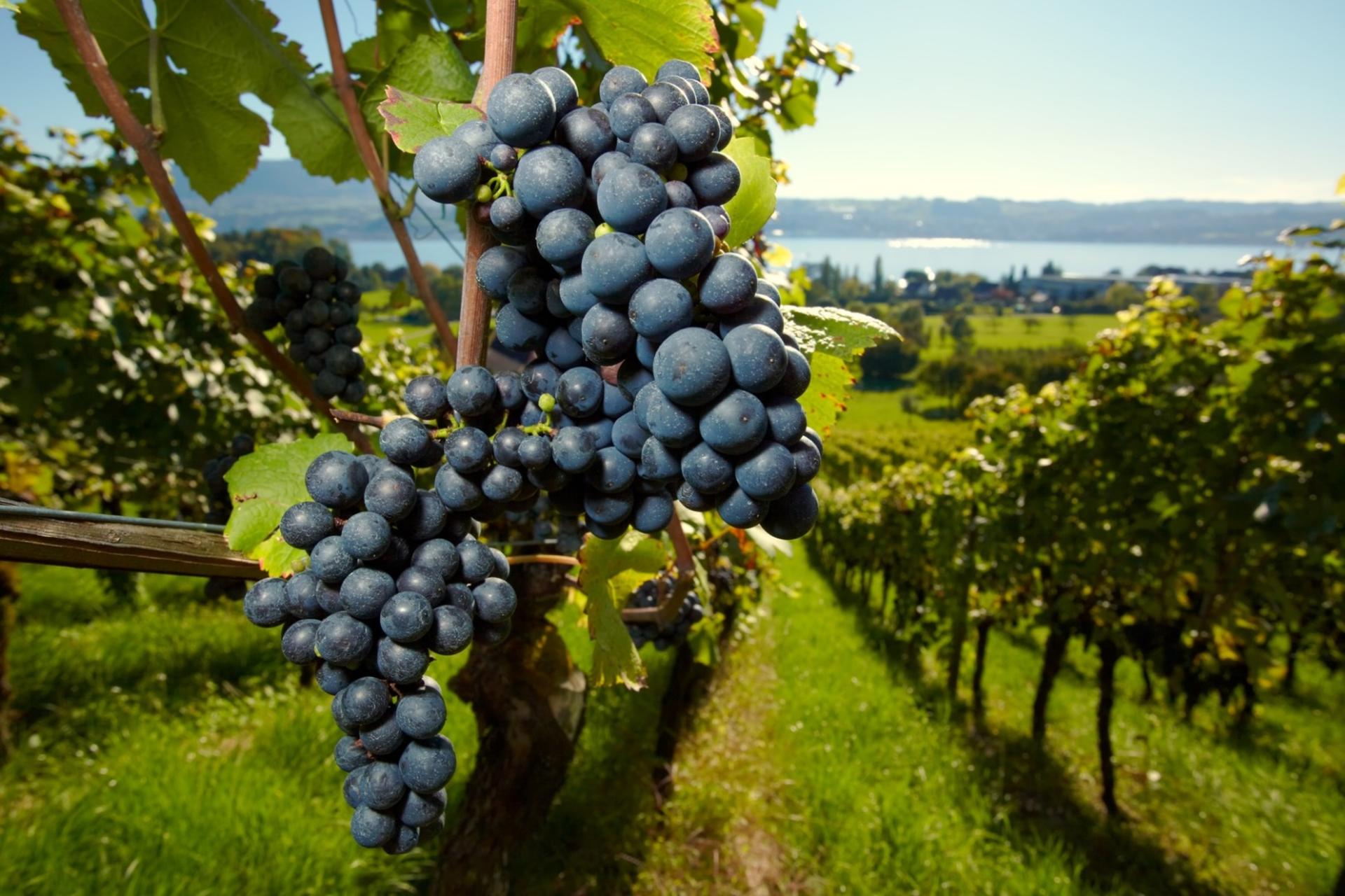 Medoc Full Day or Half Day Wine Tour from Bordeaux - Thumbnail 2