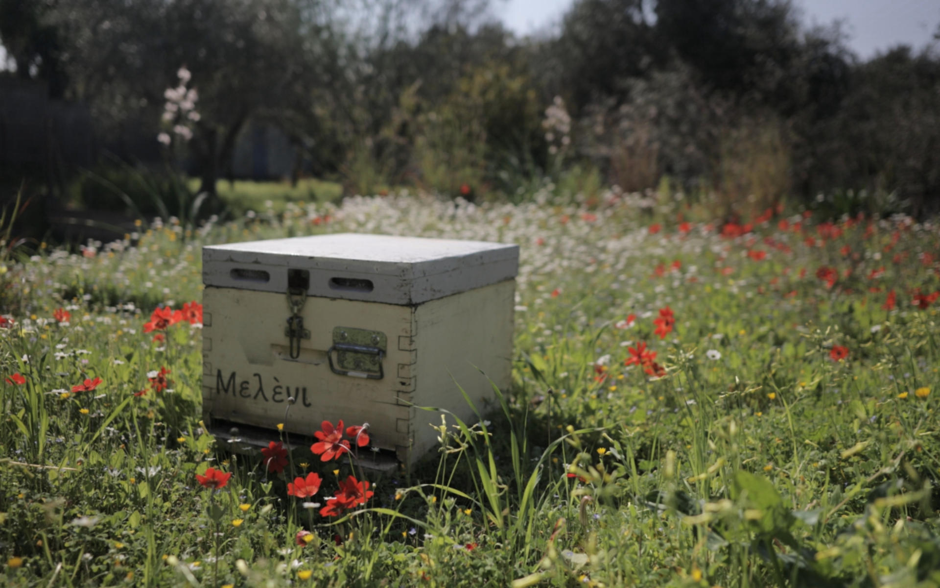 Beekeeping Experience and Honey Tasting in Kalamata - Thumbnail 4