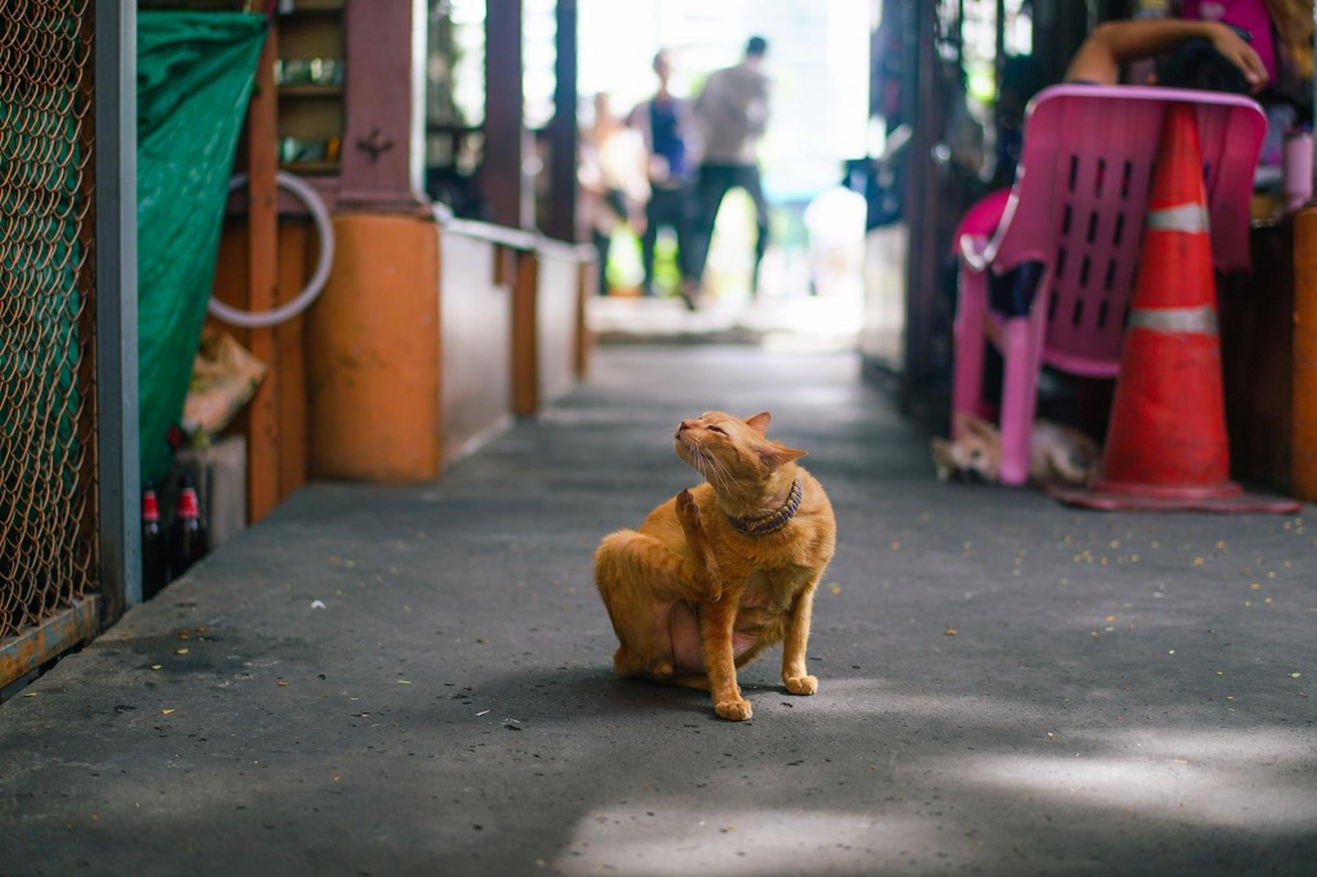 Bang Rak Market Food Tasting & Culture Walking Tour - Thumbnail 12