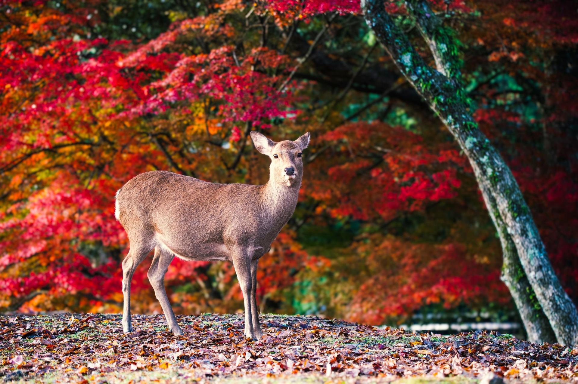 Best of Kyoto & Nara: Kiyomizudera, Nara Park, Todaiji & Much More - Thumbnail 4
