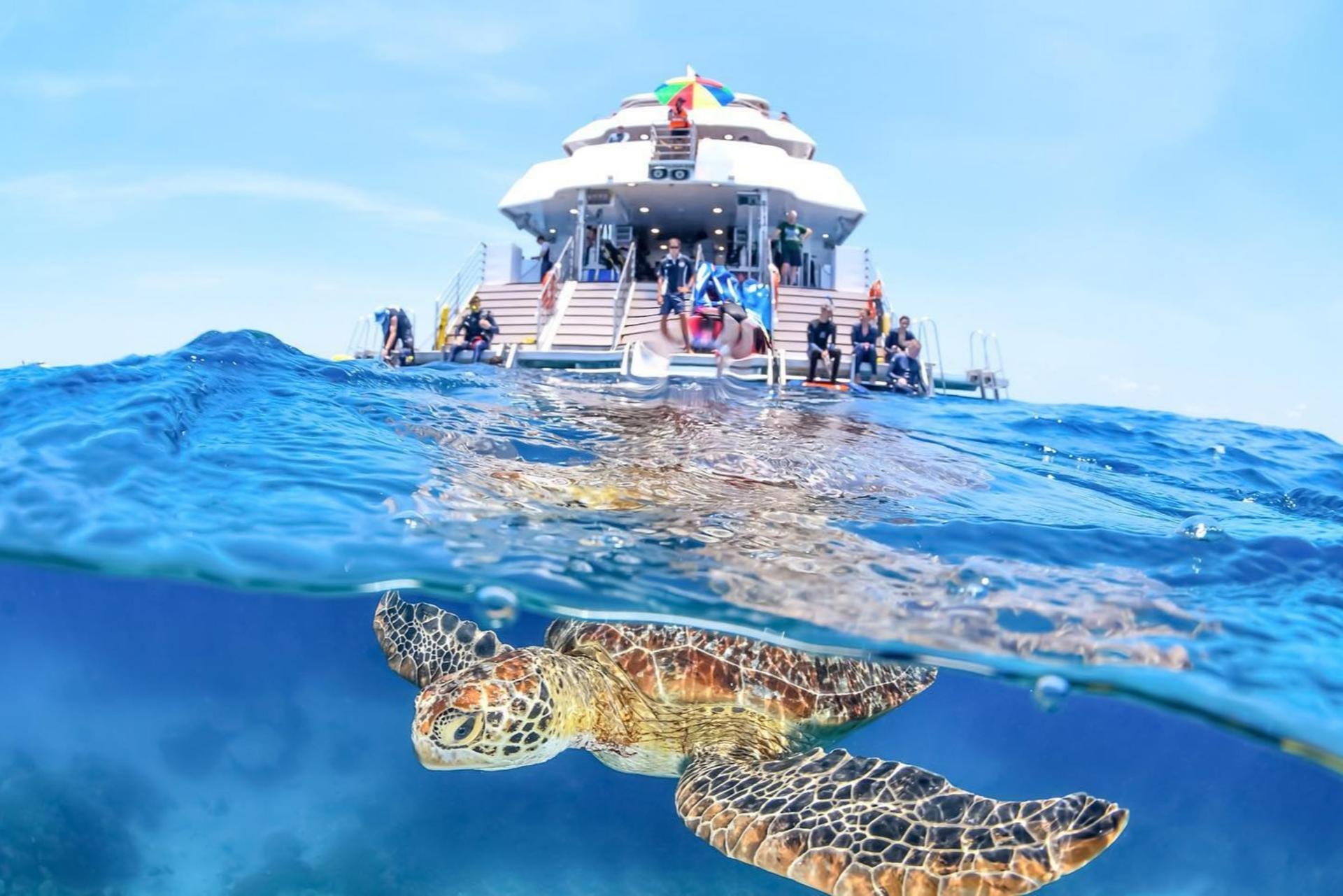 Great Barrier Reef Full Day Snorkel or Dive Tour from Cairns - Thumbnail 19