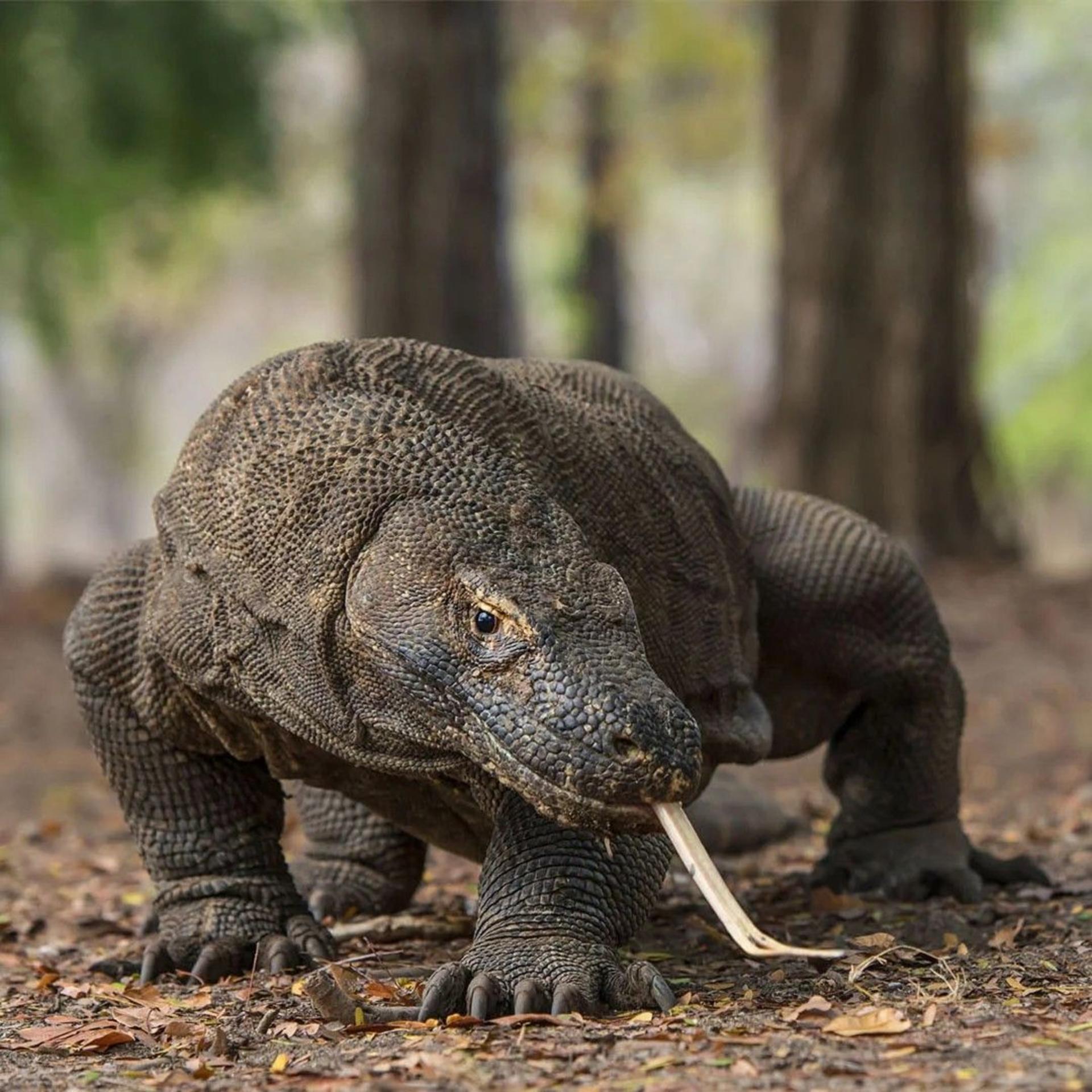 Labuan Bajo Komodo National Park Full-Day National Park Experience - Thumbnail 14
