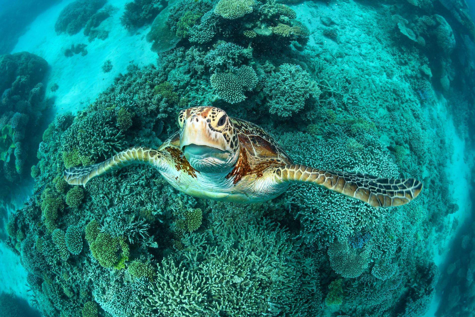 Great Barrier Reef Full Day Snorkel or Dive Tour from Cairns - Thumbnail 18