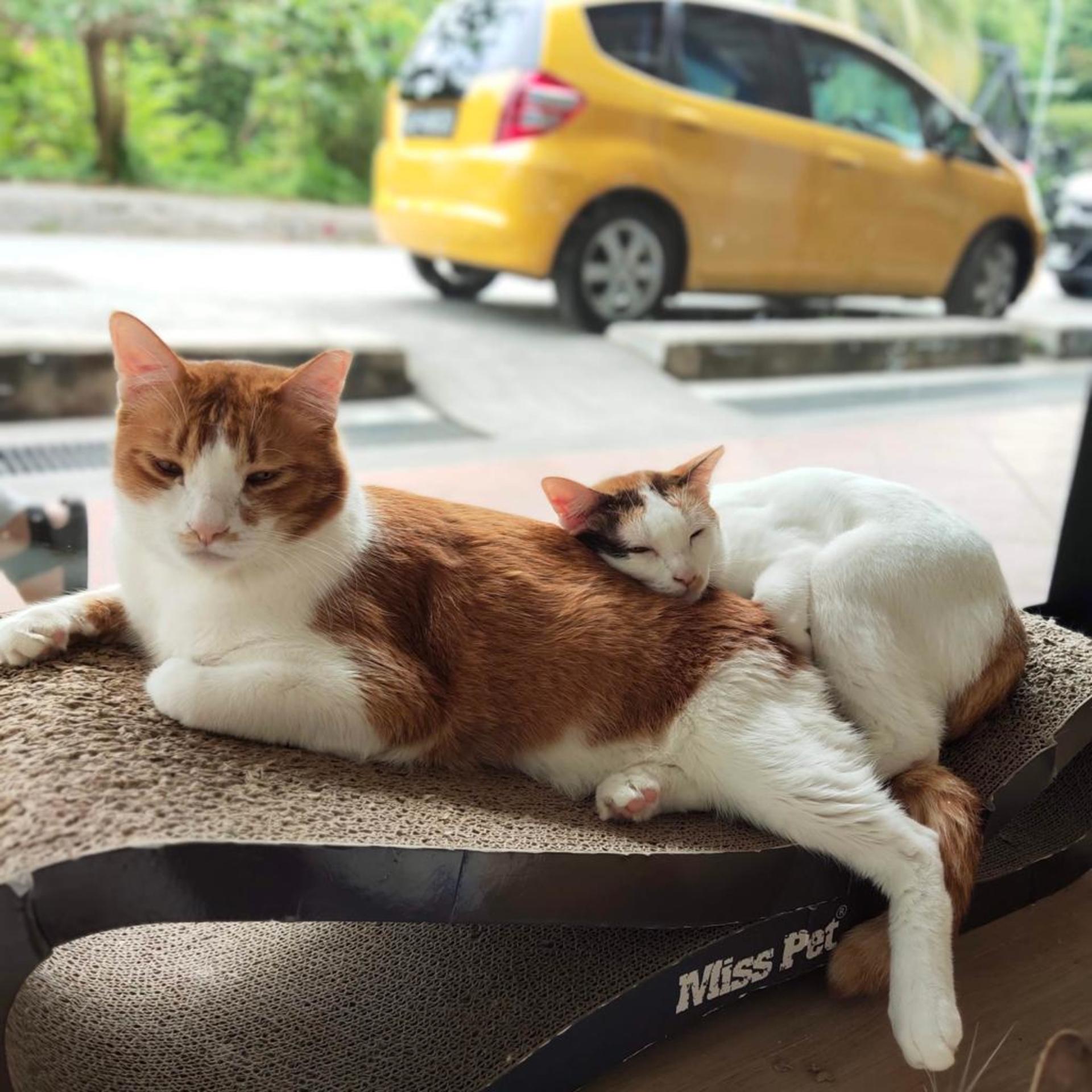 The Cat Cafe in Singapore  - Thumbnail 2