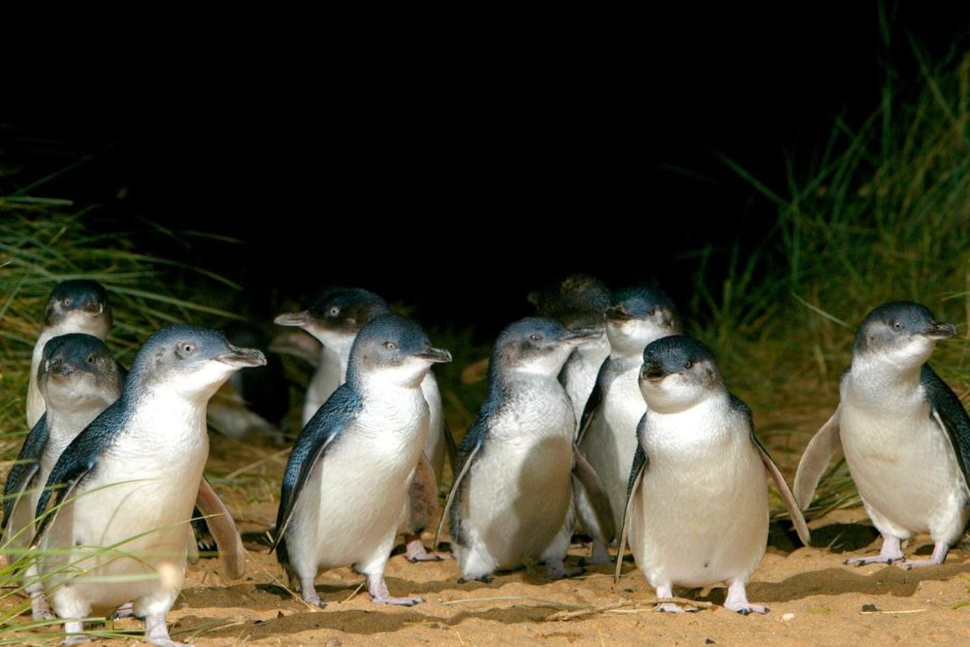 Phillip Island & Penguin Parade Afternoon Eco Tour - Thumbnail 10