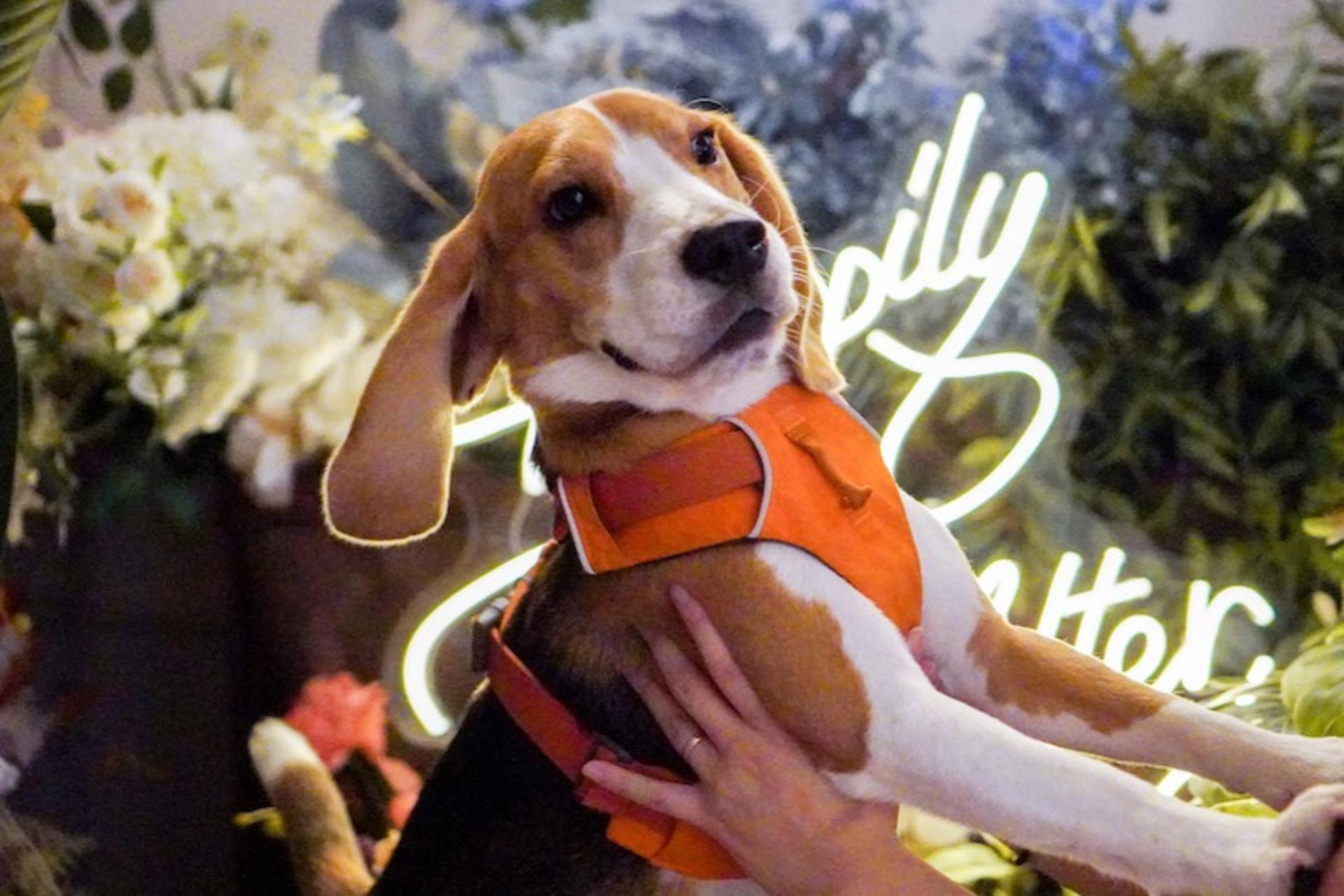 Hong Kong Kwun Tong Pet Photography (STUDIO) | Kwun Tong Studio + Kwun Tong Promenade - Thumbnail 6