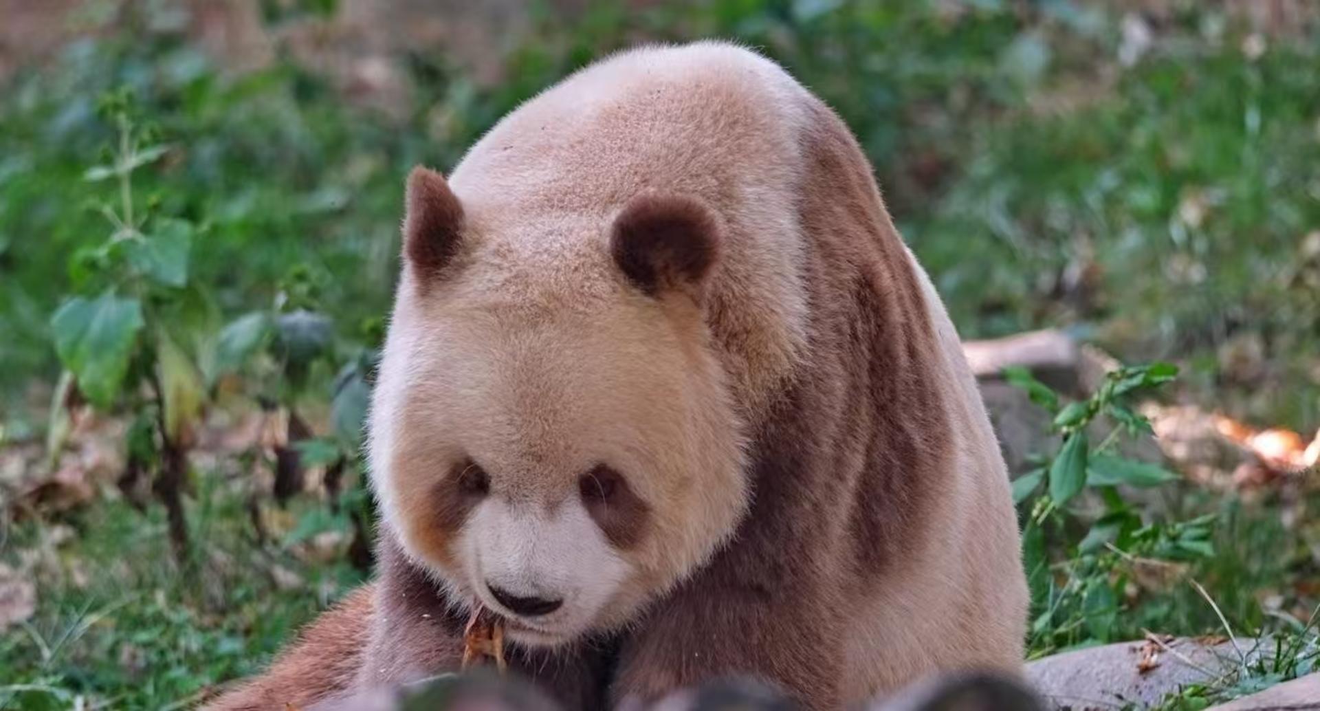 Xi'an City to Qinling Giant Panda Research Center (Meet Qi Zai, the Brown Panda) Round Trip Private Car Day Tour - Thumbnail 2
