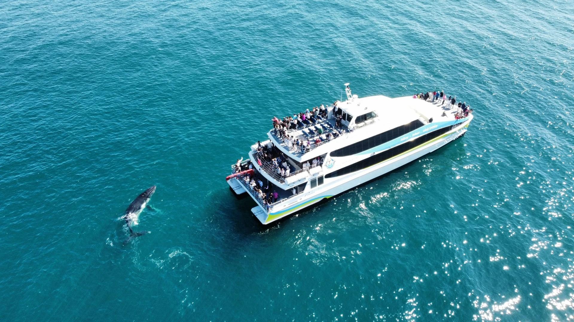 Whale Watching Experience from Perth - Thumbnail 5