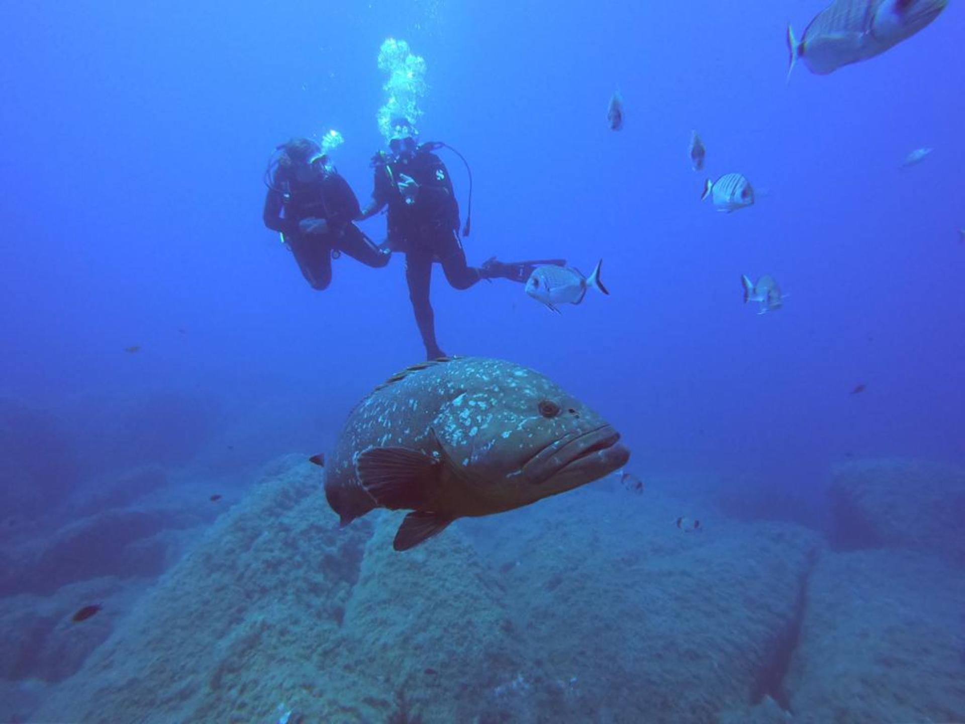 Porto Pollo Dive Journey: Open Water Diver Course with PADI Center - Thumbnail 6