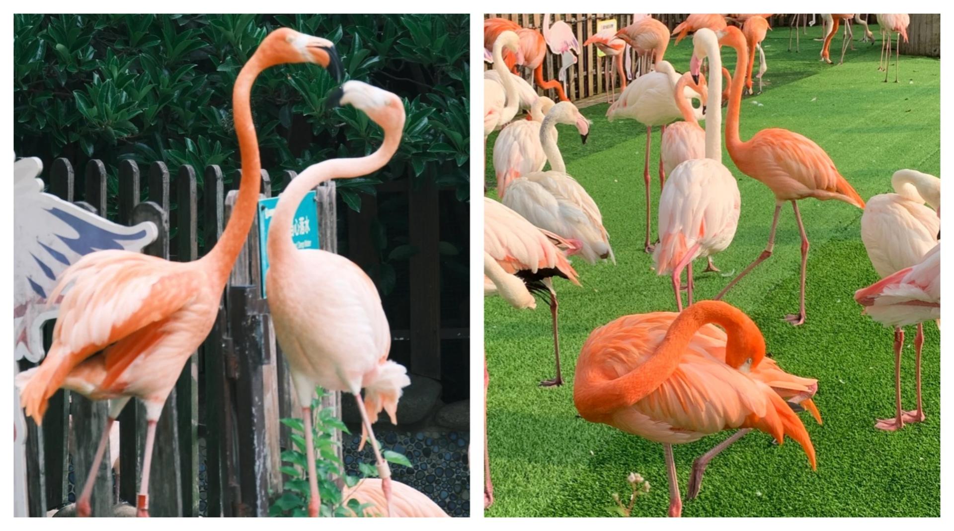 Shanghai Wild Animal Park Full-Day Animal Encounter Tour - Thumbnail 9