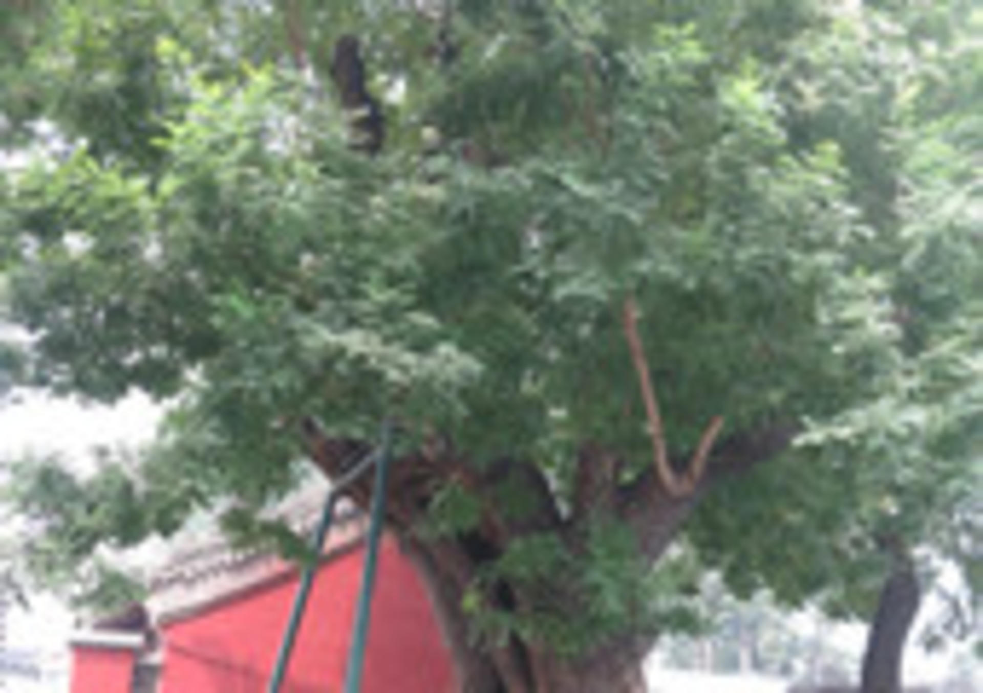 Jingshan Park Tickets - Thumbnail 12