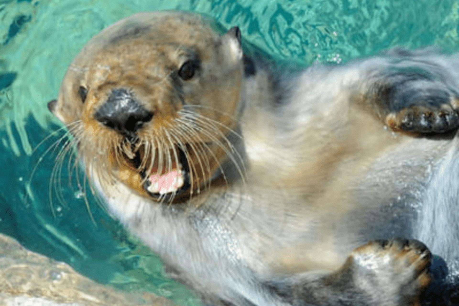 New York Aquarium ticket - Thumbnail 2