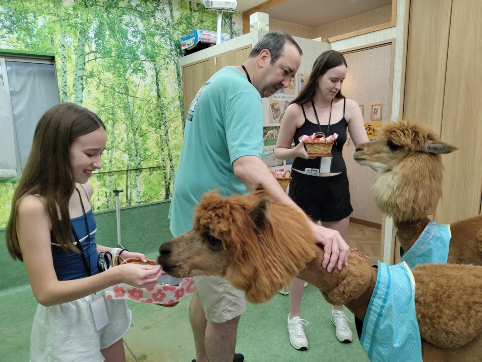 Alpaca Petting Experience in Tokyo【Alpaca Petting Park】 - Thumbnail 3