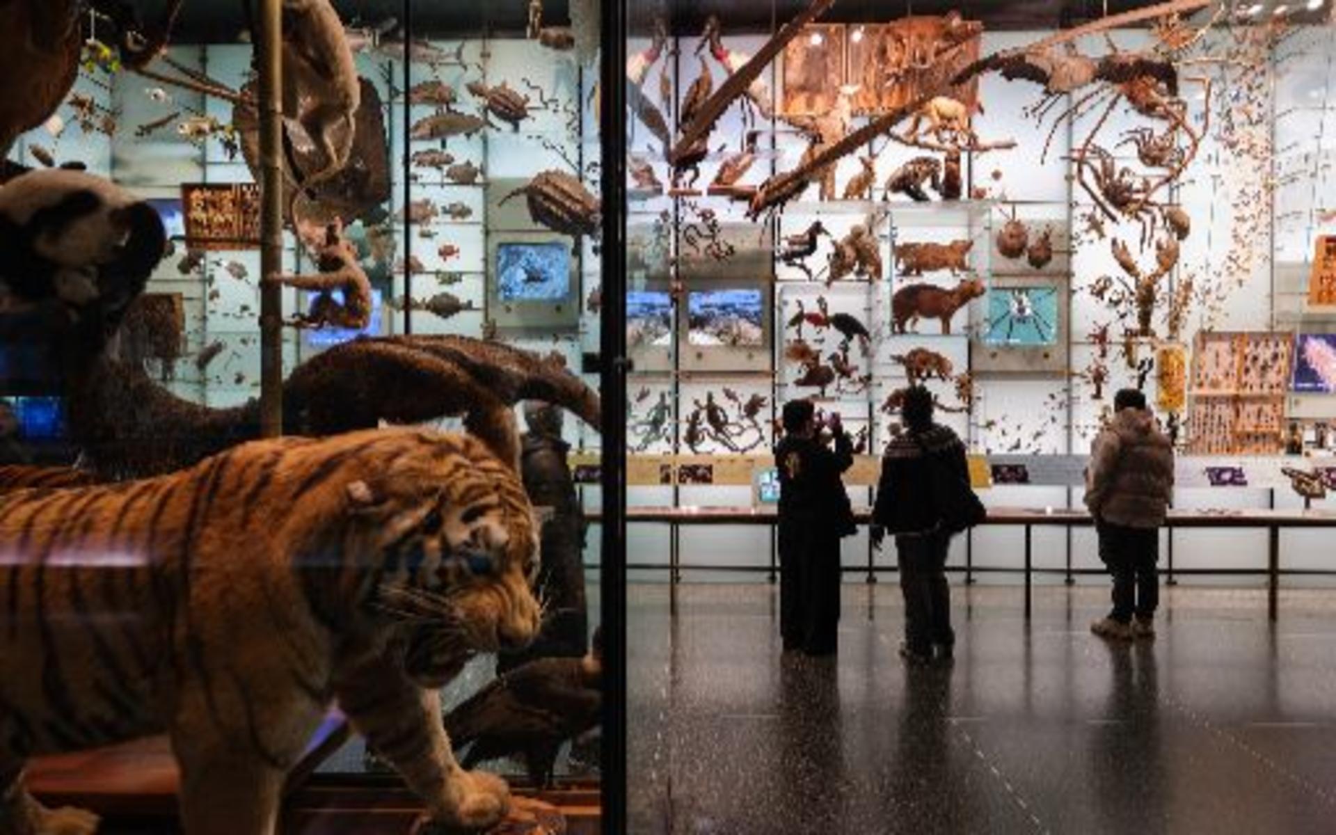 American Museum of Natural History Ticket - Thumbnail 10