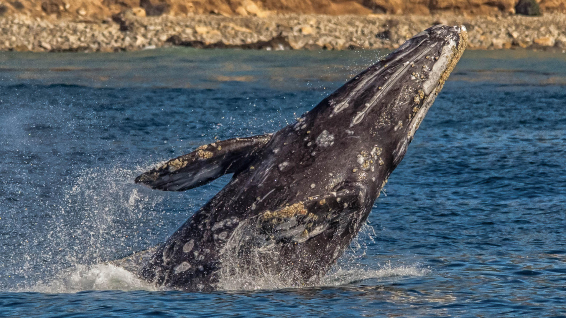 Whale Watching and Dolphin Tour from West Harbor, Los Angeles - Thumbnail 6