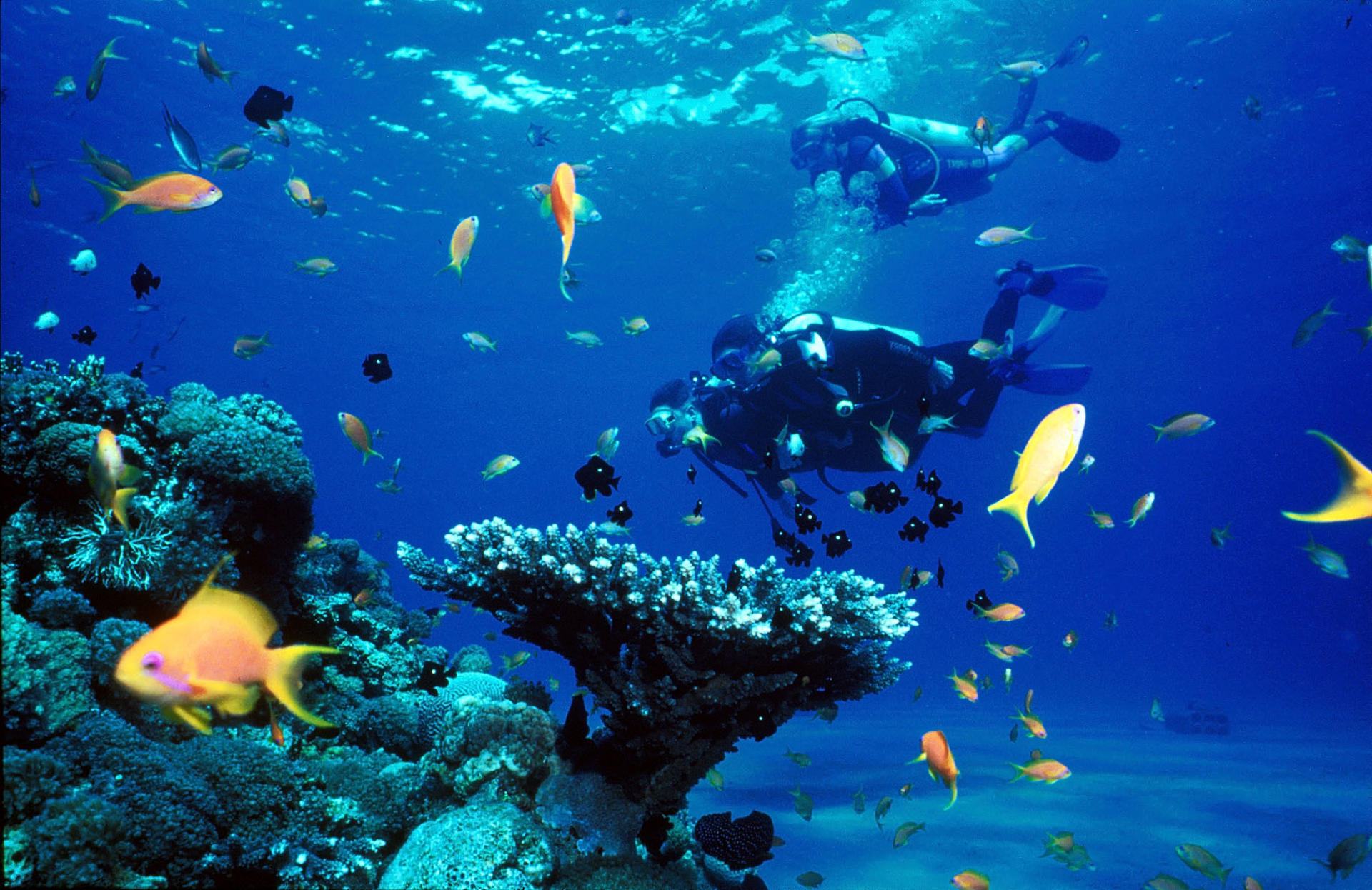 From Side: Scuba Diving & Under Water Museum with Hotel Transfer - Thumbnail 2