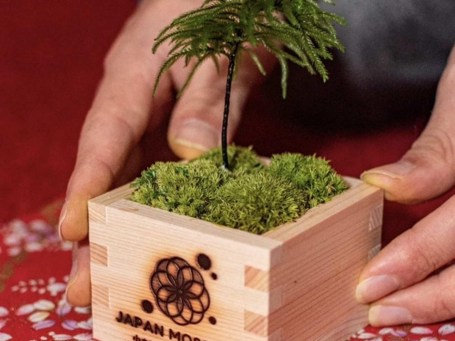 Asakusa Jusen-in Moss art experience - Thumbnail 4