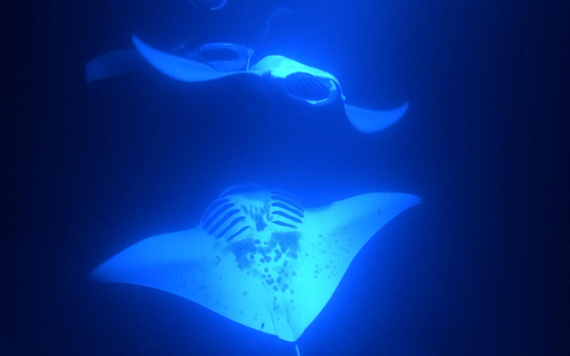 Manta Ray Snorkeling Experience in Kona - Thumbnail 5