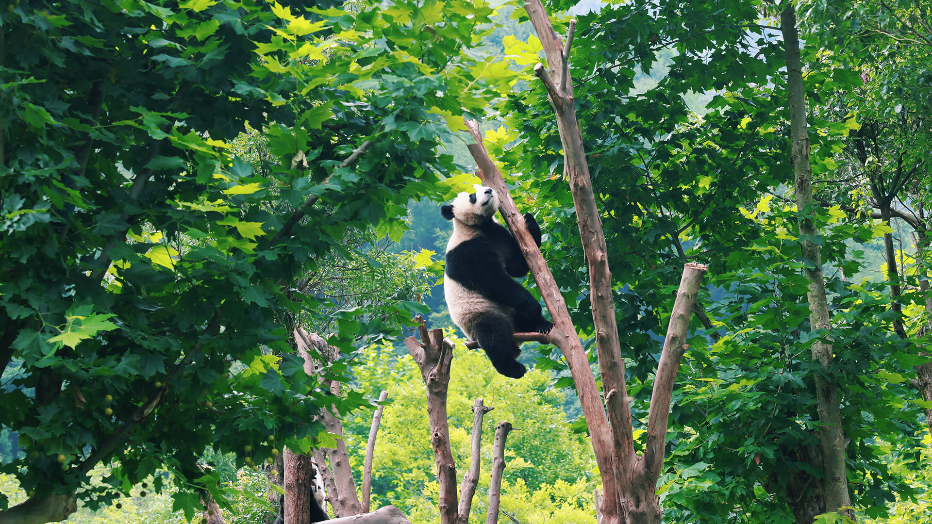 Giant Panda Breeding Research Base + Leshan Giant Buddha Private Day Tour (From Chengdu) - Thumbnail 4