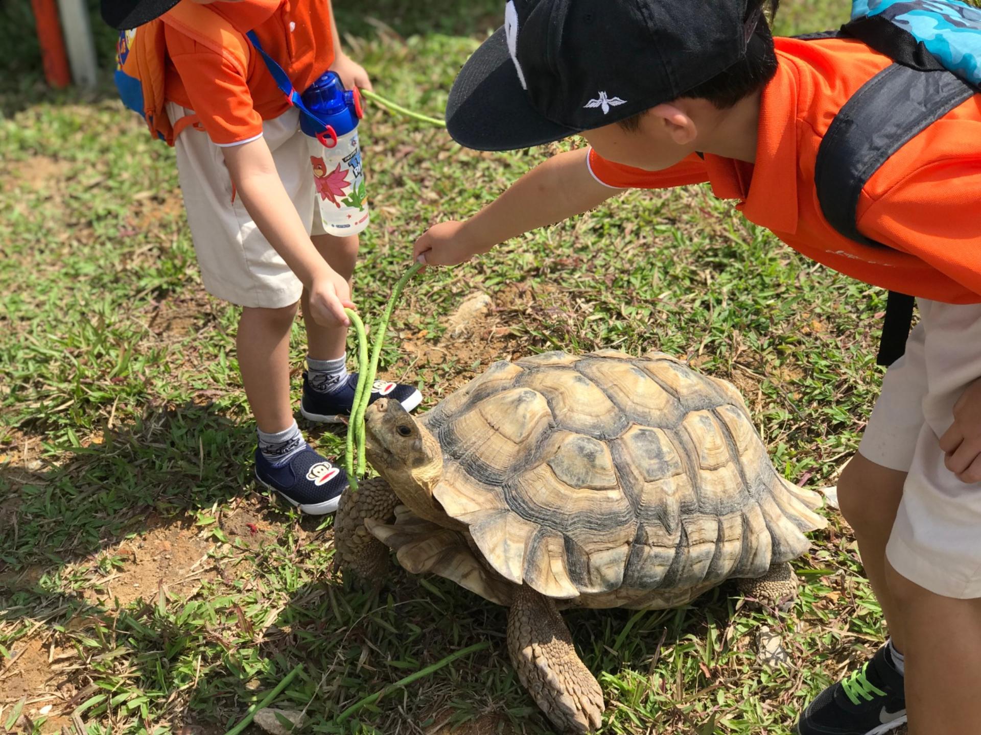 Live Turtle Museum Tickets in Singapore - Thumbnail 3