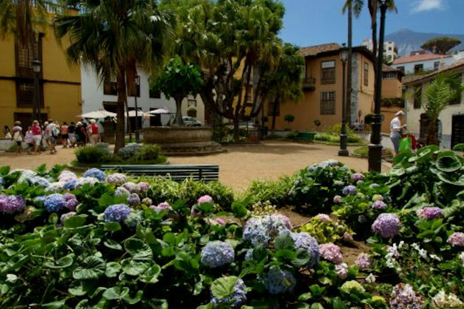 Dragon tree and botanical gardens ticket in Tenerife - Image 1