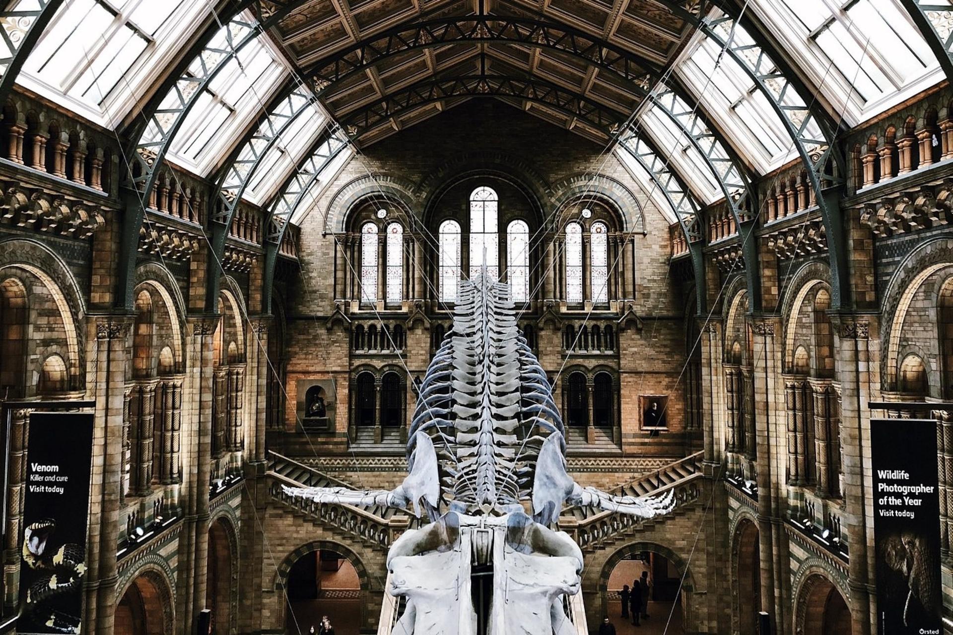 Natural History Museum of Venice ticket  - Thumbnail 7