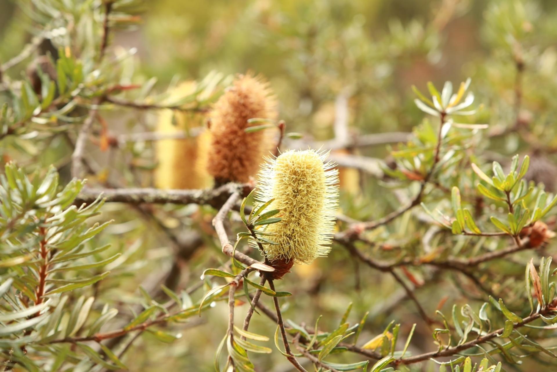 Mt Wellington Morning Walking Tour - Thumbnail 6