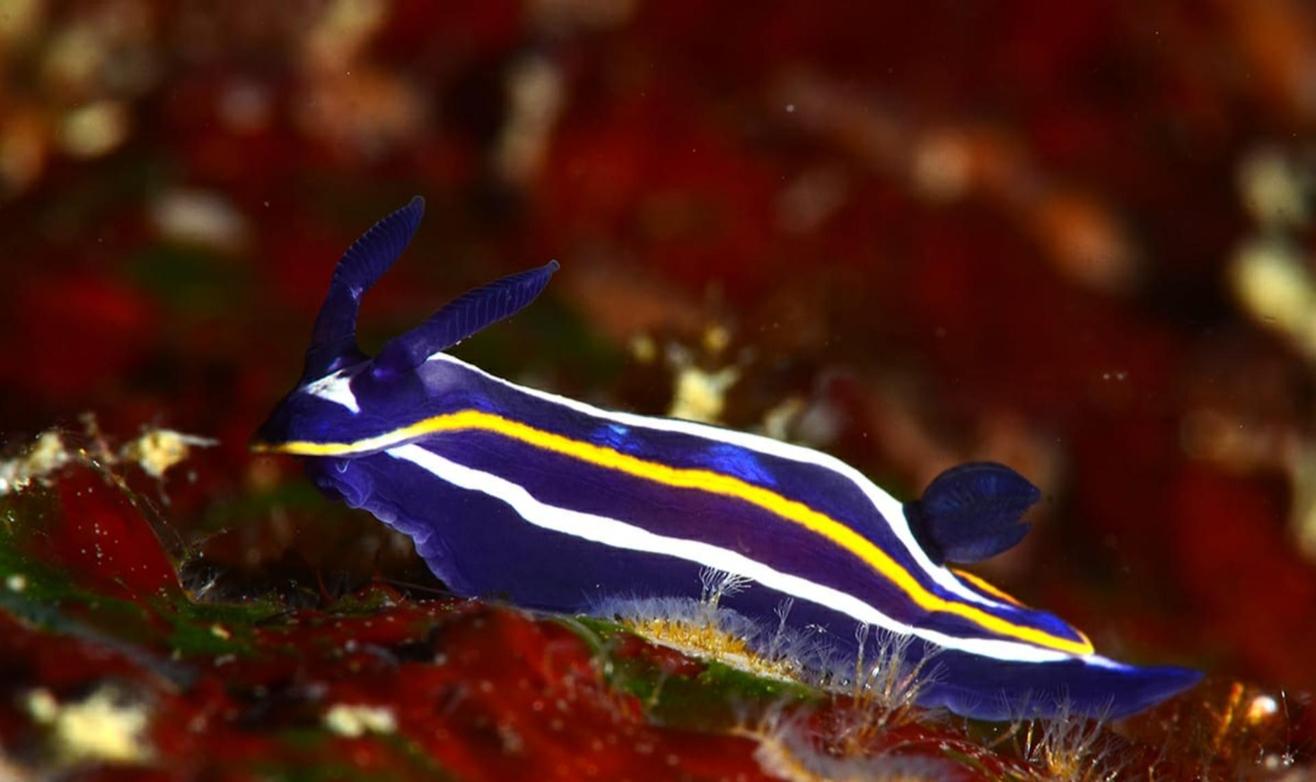 Aquatic Mastery: Advanced Course in Catania with PADI 5* Dive Center - Thumbnail 4