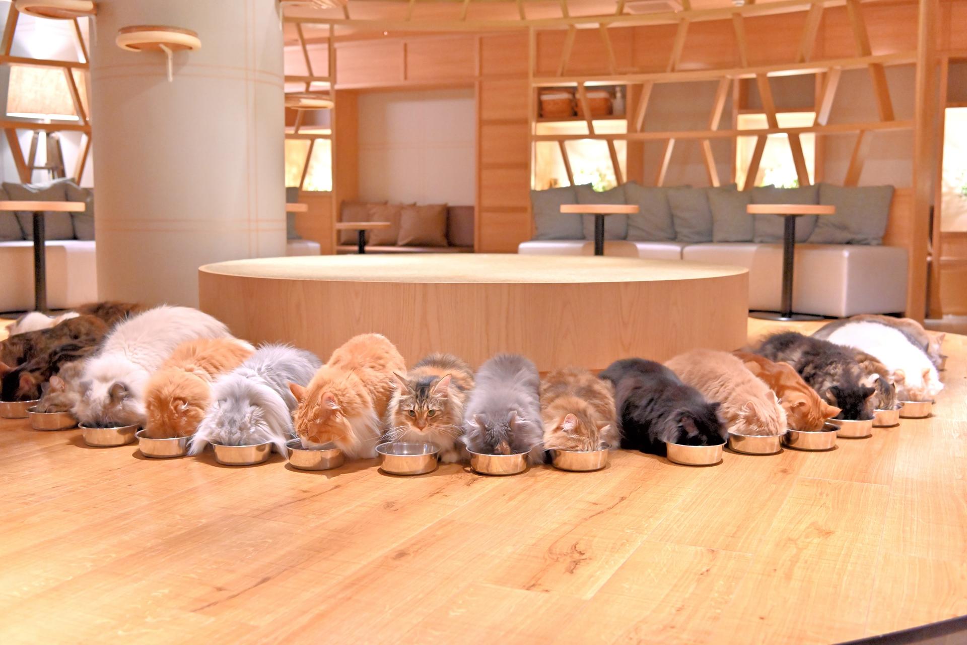 Cat Cafe MOCHA in Shinjuku - Image 1