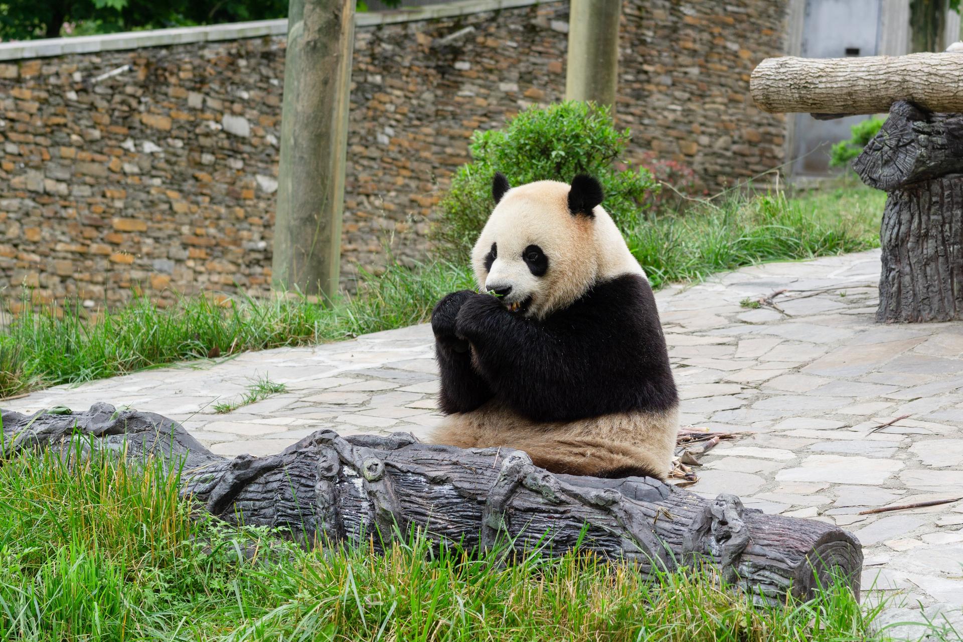 Private Car Tour: Chengdu Round Trip to Shenshuping Panda Base & Dujiangyan Irrigation System Day Tour - Thumbnail 8