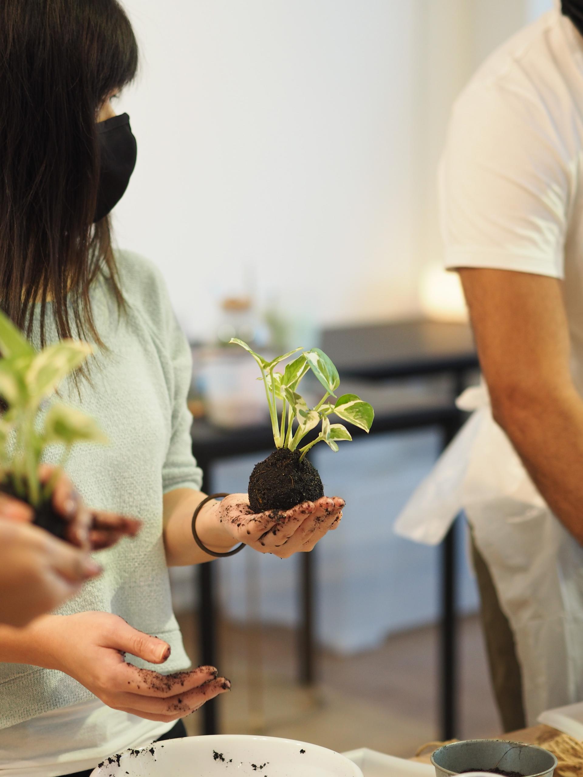 Kokedama Workshop in Yishun Singapore - Image 1