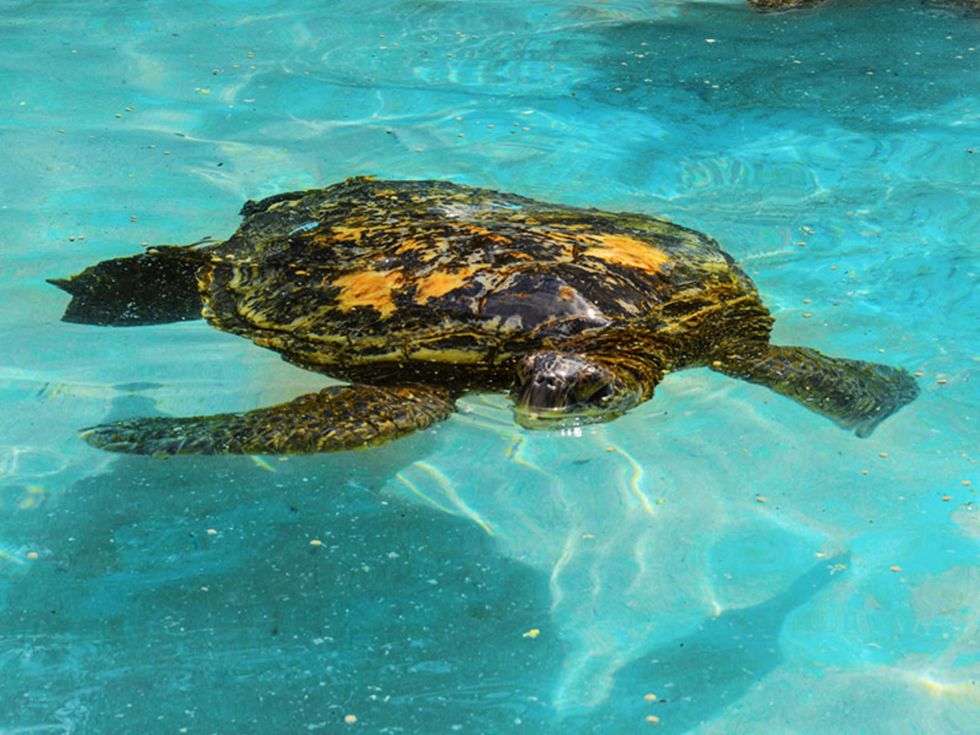 Sea Life Park Hawaii Ticket - Thumbnail 2