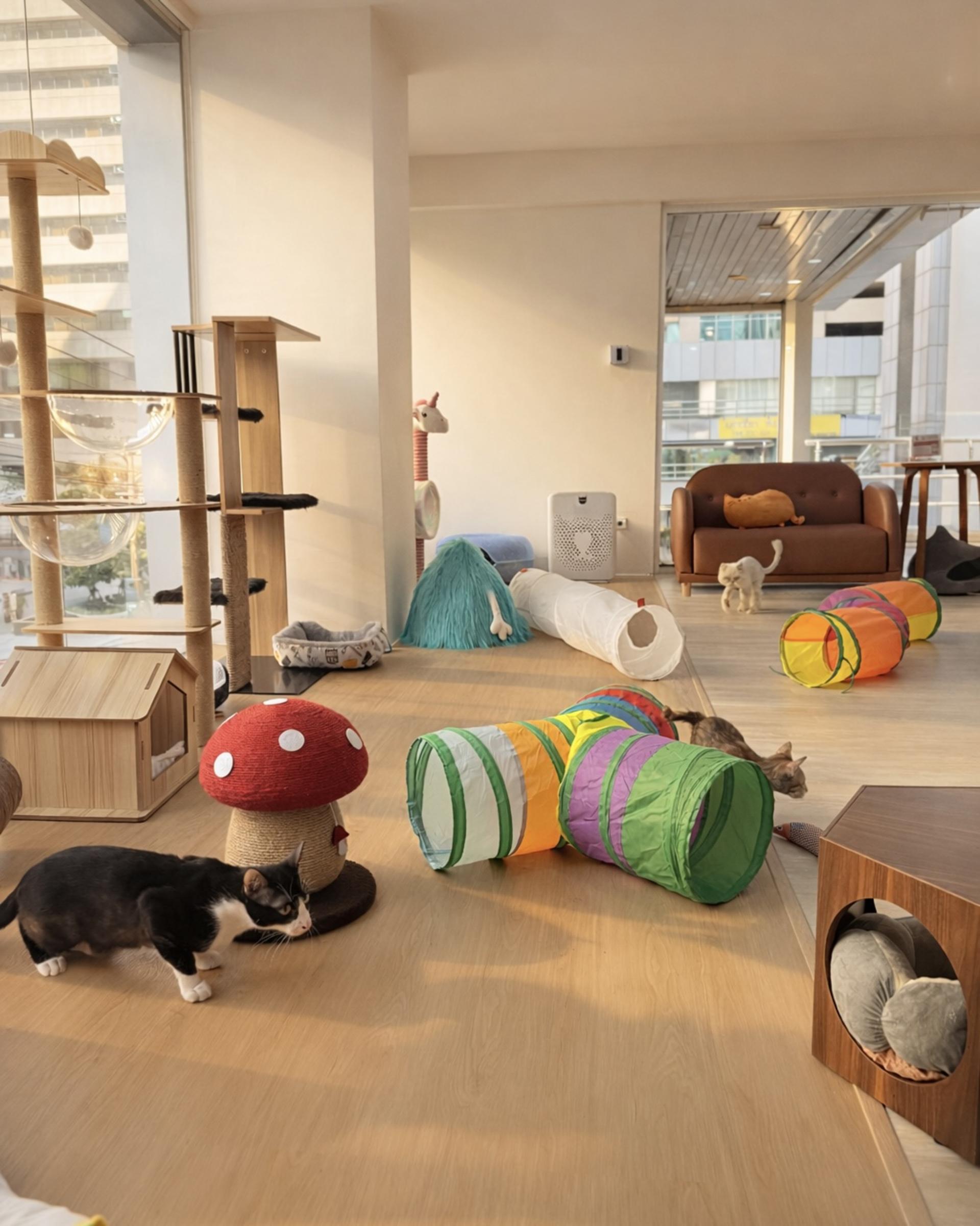 Asok Pethouse Cat Cafe, Bangkok (BTS Asok) - Thumbnail 3