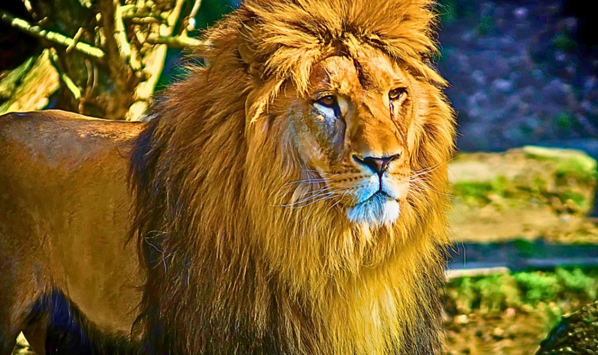 Lion Park Istanbul Zoo Ticket - Thumbnail 4