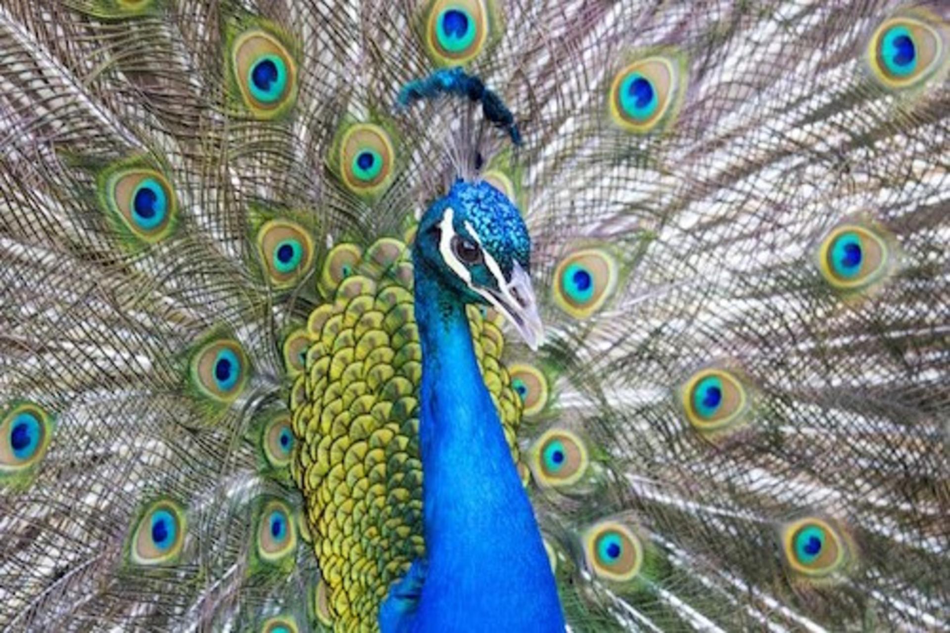 Bronx Zoo Ticket in New York - Thumbnail 2