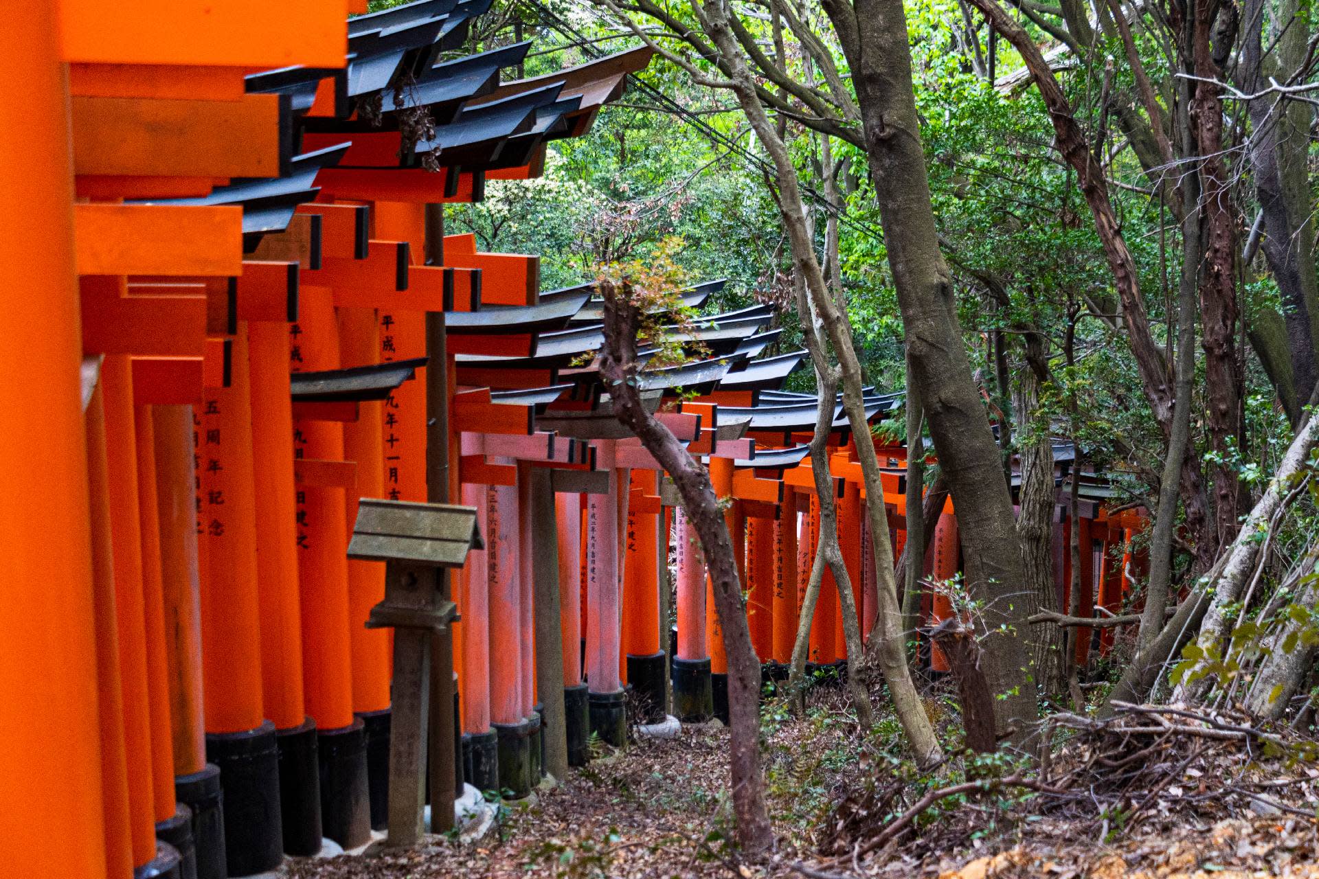 【Kyoto & Nara Historical and Cultural Scenic Day Tour】Arashiyama Scenic Railway & Fushimi Inari-taisha Shrine Senbon Torii & Nara Park & Togetsukyo Bridge & Bamboo Grove Path & Kimono Forest (Departing from Osaka or Kyoto) - Thumbnail 32