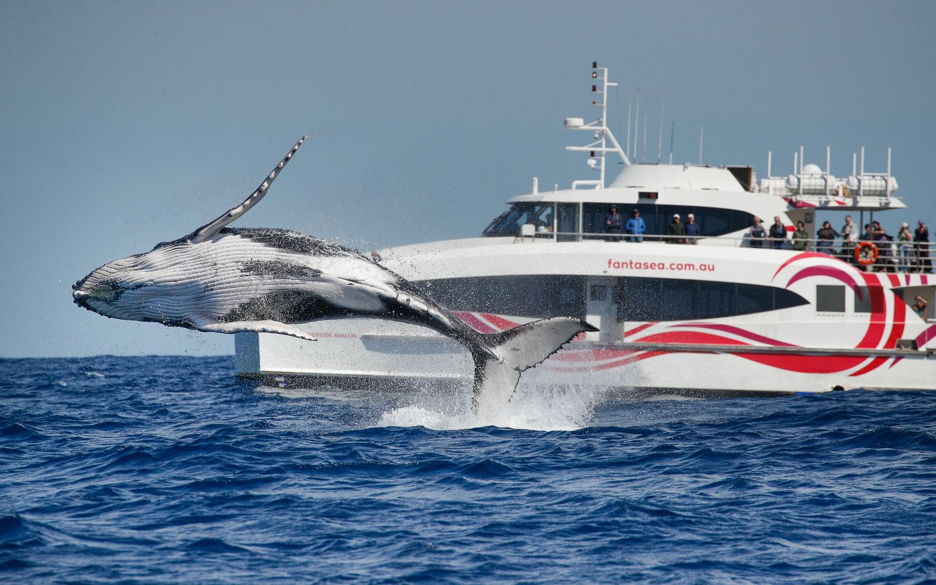 2.5-Hour Whale Watching Discovery Cruise on Sydney Harbour - Image 1