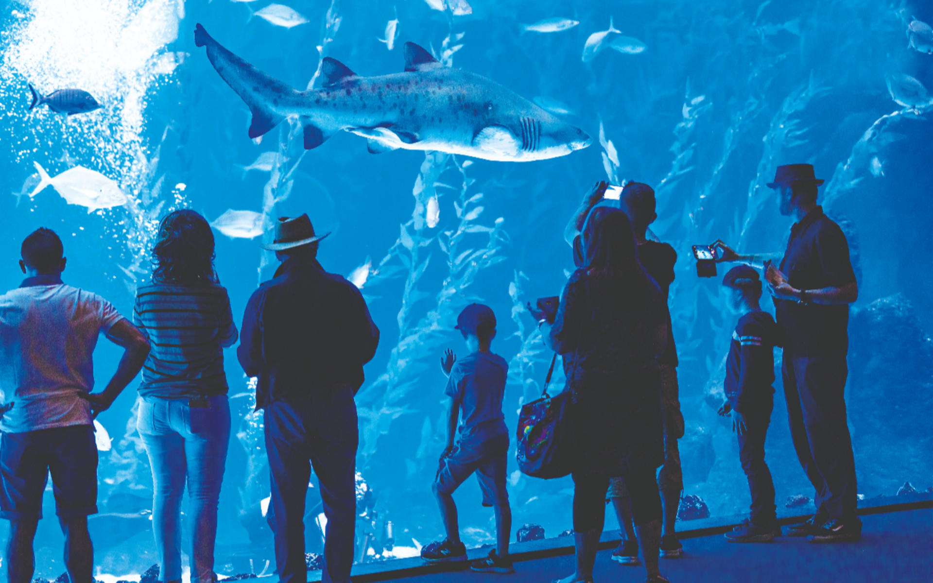 Poema del Mar Aquarium Ticket in Spain - Thumbnail 3