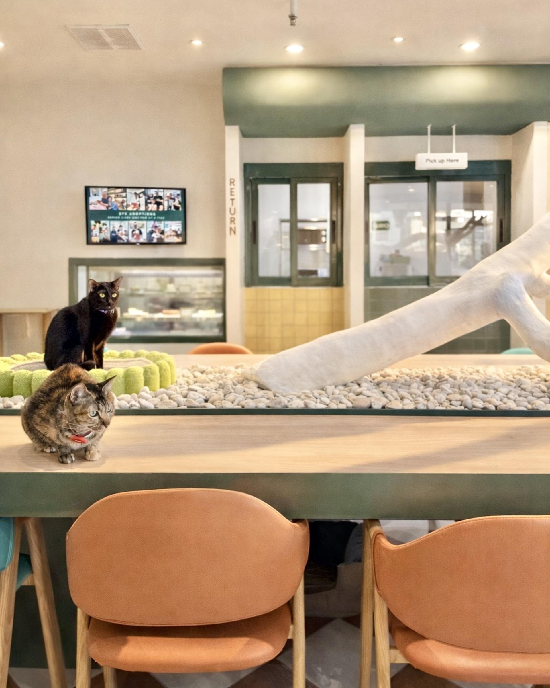 Asok Pethouse Cat Cafe, Bangkok (BTS Asok) - Thumbnail 6
