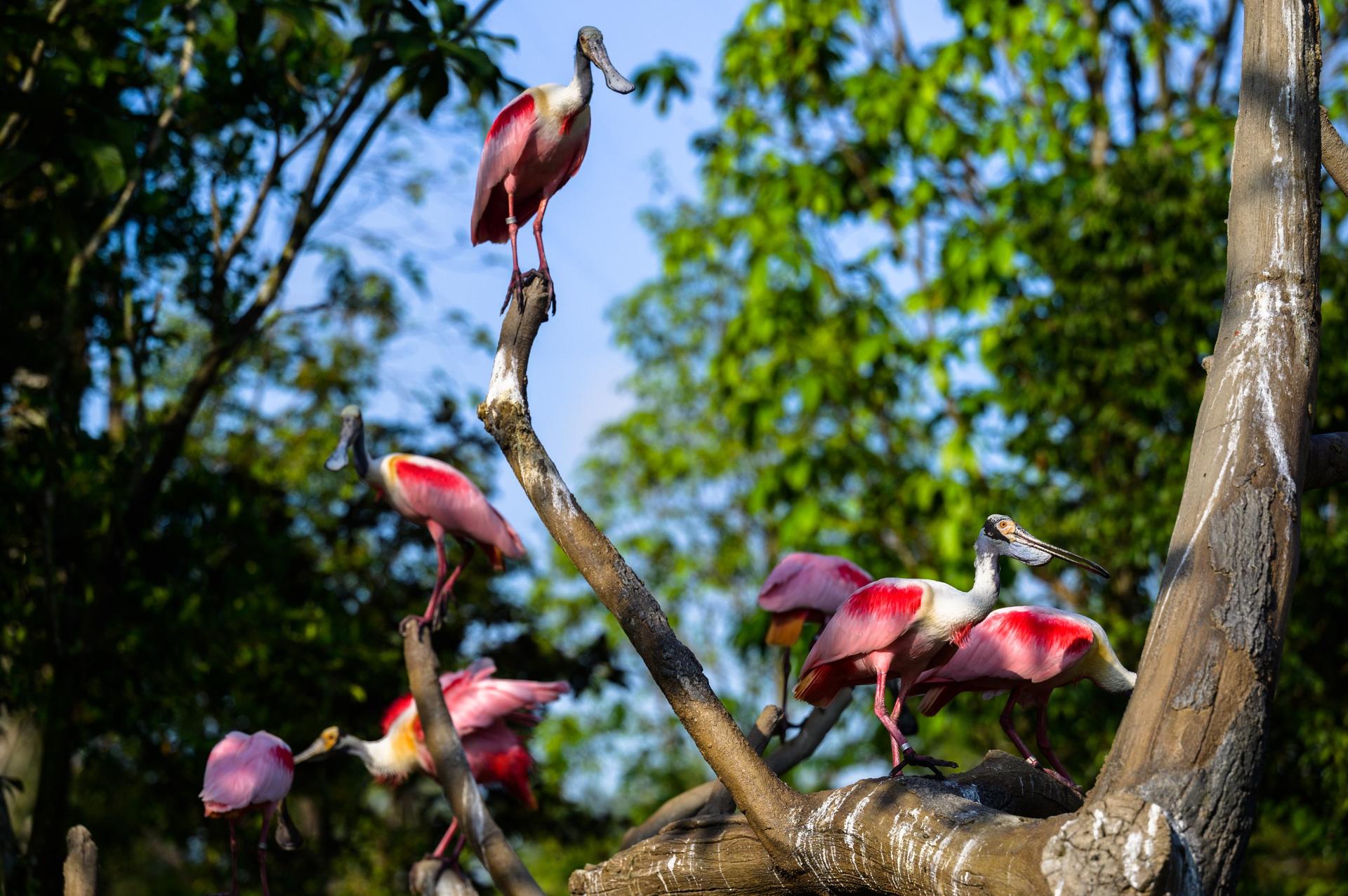 Bird Paradise Ticket | Mandai Wildlife Reserve, Singapore - Thumbnail 36