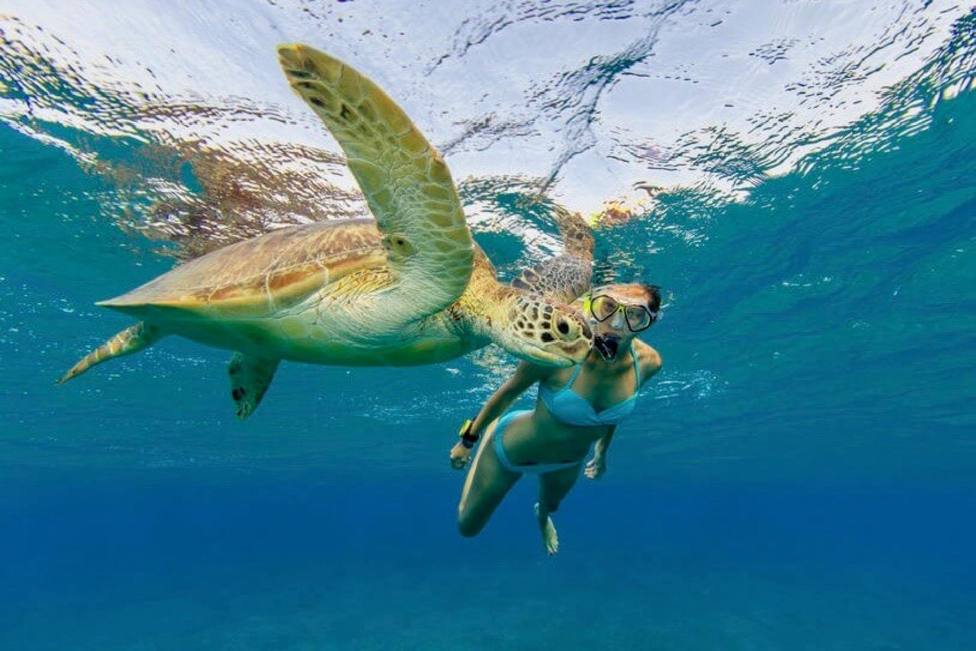 Oahu North Shore Circle Island Adventure + Swimming with Turtles - Thumbnail 17