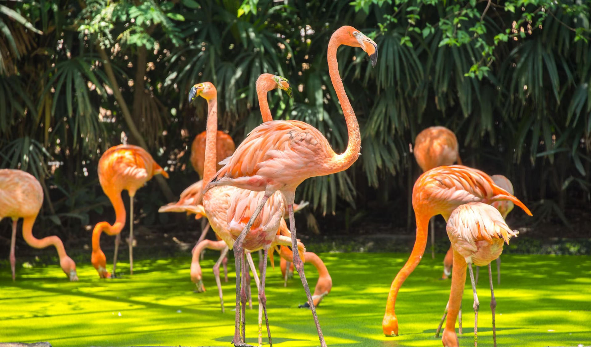 Bangkok Safari World Private One Day Tour by SST (from Bangkok) - Thumbnail 8