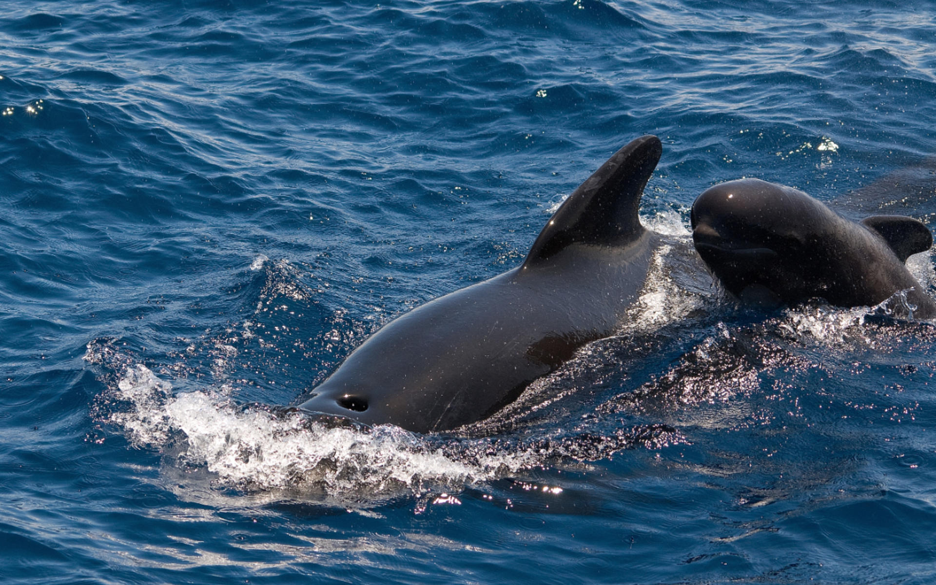 Whale and dolphin watching and listening experience in Costa Adeje - Thumbnail 3