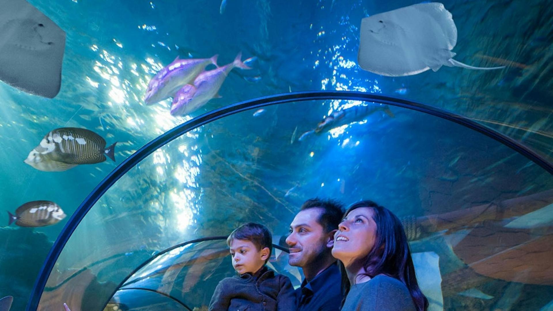 Gardaland SEA LIFE Aquarium ticket  - Thumbnail 2