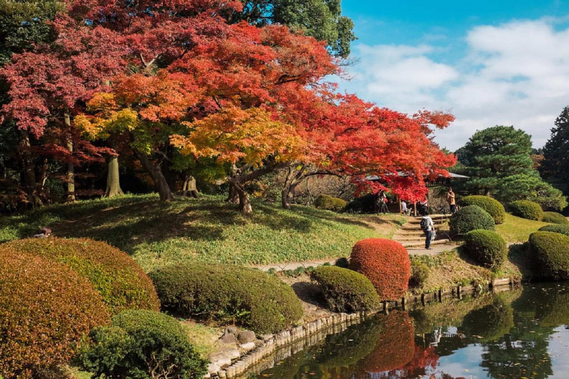 Shinjuku Gyoen National Garden - 2 Hours Walking Tour - Thumbnail 4