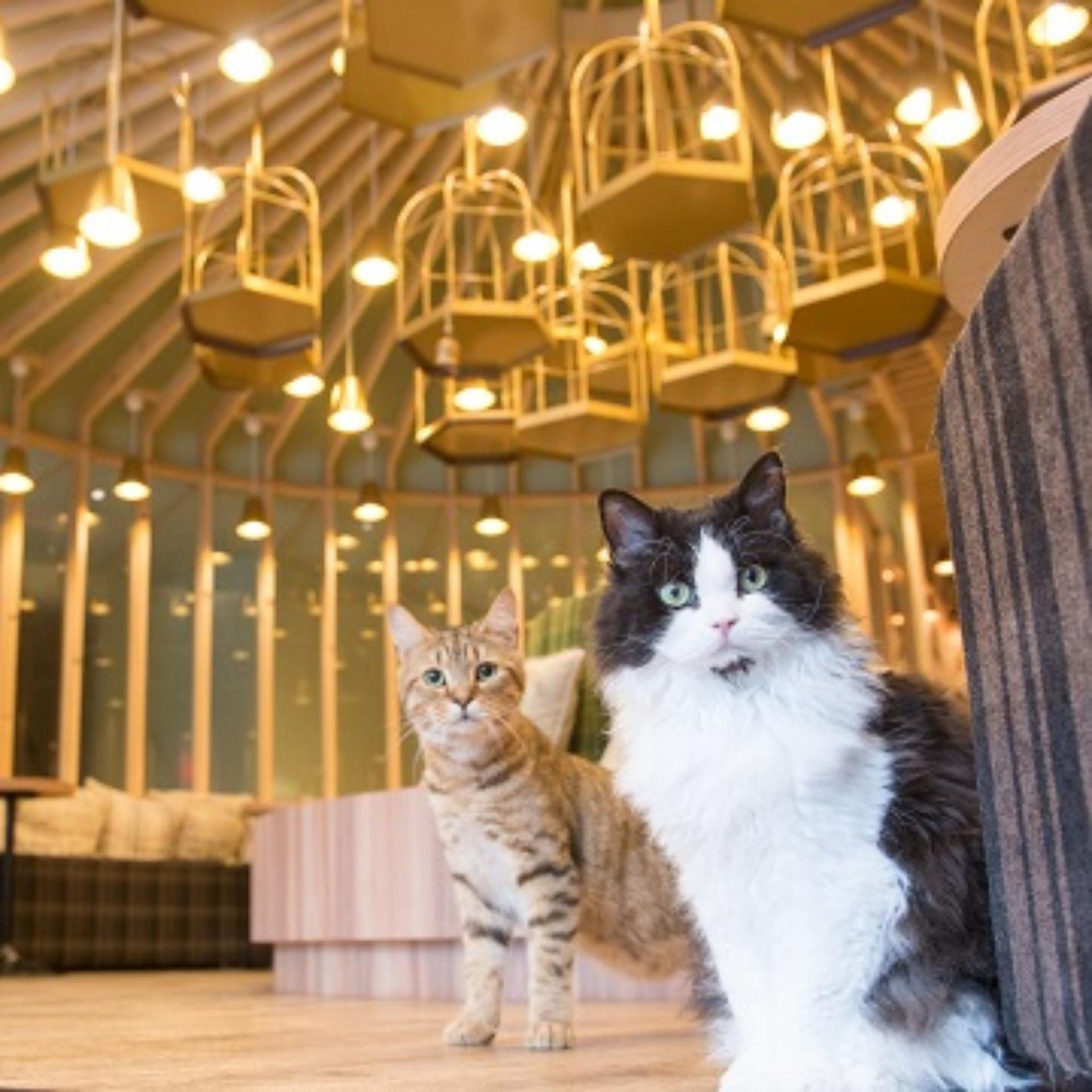 Cat Cafe MOCHA in Akihabara - Image 1
