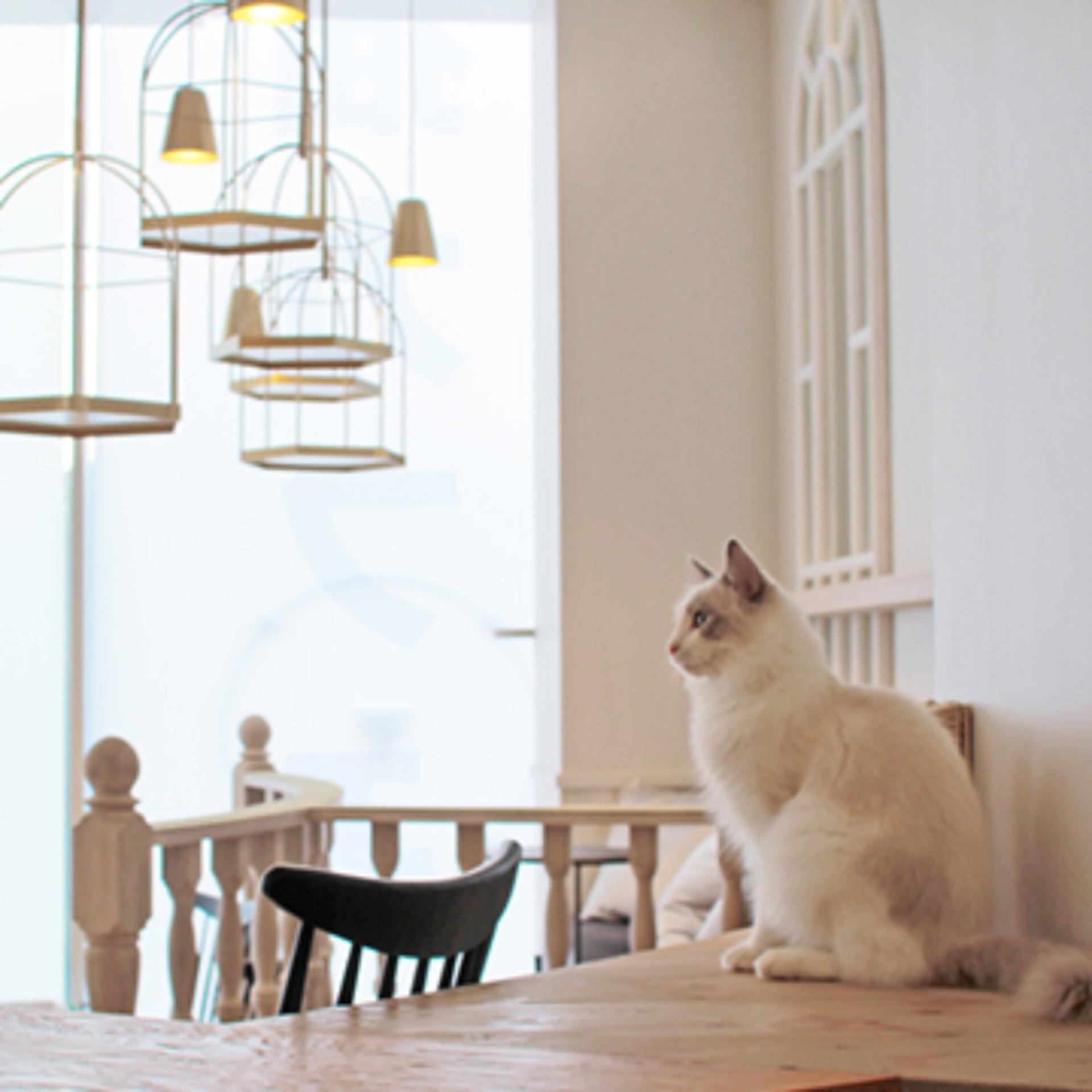 Cat Cafe MOCHA in Harajuku - Image 1